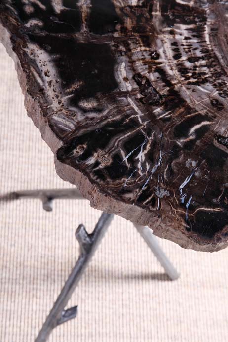 Petrified Wood Detail